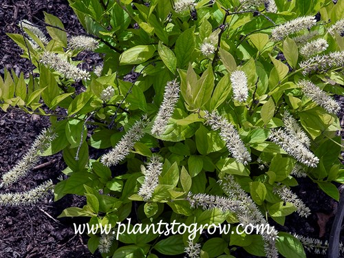 Little Henry Itea (Itea virginica)
(June 6)